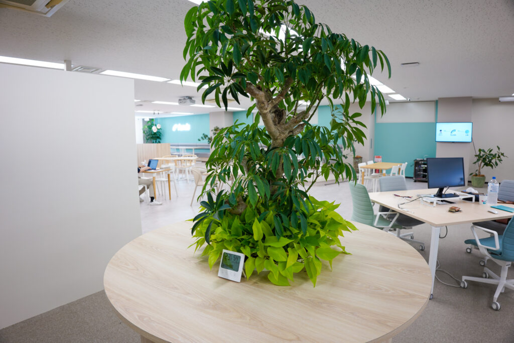 ファンズ株式会社のオフィスにある植物